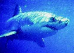 tiburon blanco.jpg
